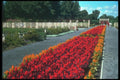 132011 Plumed Celosia (Celosia Argentea) A4 Photo Print