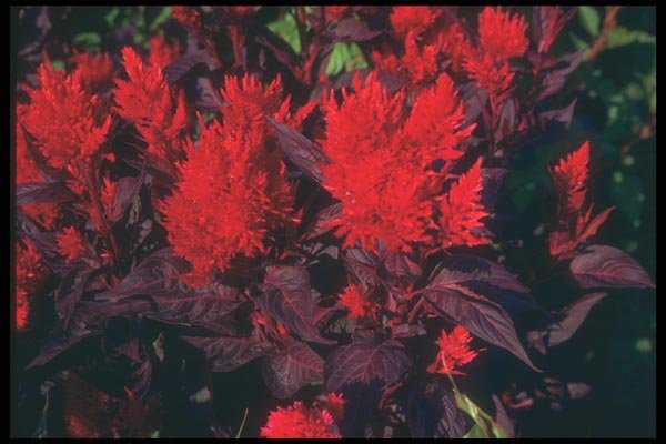 132012 Plumed Celosia (Celosia Argentea) A4 Photo Print