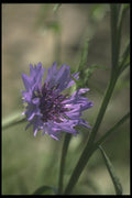 132013 Corn Flower (Centaurea Cyanus) A4 Photo Print