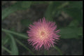 132014 Corn Flower (Centaurea Cyanus) A4 Photo Print