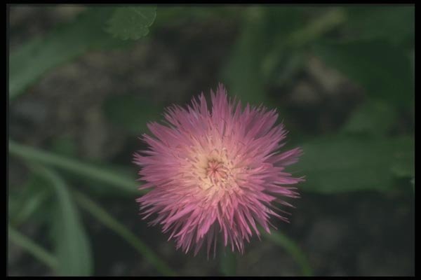 132014 Corn Flower (Centaurea Cyanus) A4 Photo Print