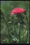 132015 Plumed Thistle (Cirsium Japonicom) A4 Photo Print