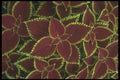 132016 Garden Coleus (Coleus Hybridus) A4 Photo Print