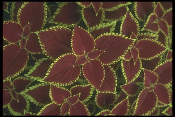 132016 Garden Coleus (Coleus Hybridus) A4 Photo Print