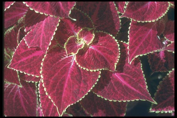 132017 Garden Coleus (Coleus Hybridus) A4 Photo Print