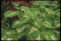 132018 Garden Coleus (Coleus Hybridus) A4 Photo Print