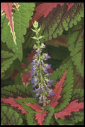 132019 Garden Coleus (Coleus Hybridus) A4 Photo Print