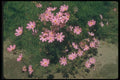 132020 Garden Cosmos (Cosmos Bipinnatus) A4 Photo Print