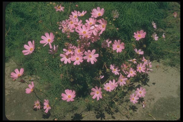 132020 Garden Cosmos (Cosmos Bipinnatus) A4 Photo Print