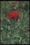 132021 Carnation (Dianthus Caryophyllus) A4 Photo Print