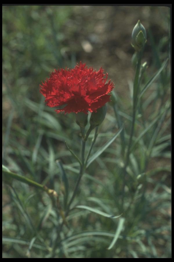 132021 Carnation (Dianthus Caryophyllus) A4 Photo Print