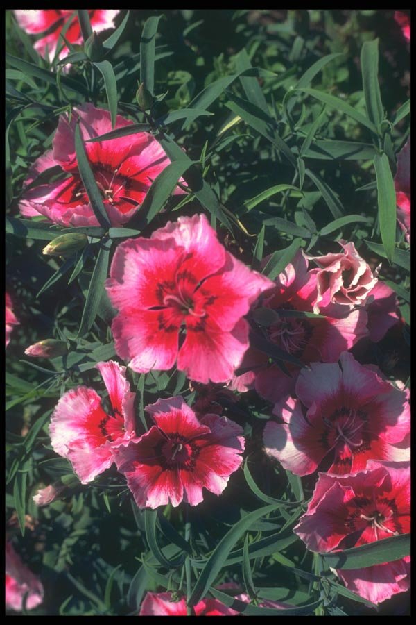 132022 China Pink (Dianthus Chinensis) A4 Photo Print
