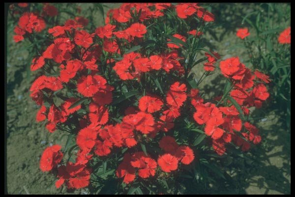 132023 China Pink (Dianthus Chinensis) A4 Photo Print
