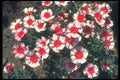 132024 China Pink (Dianthus Chinensis) A4 Photo Print