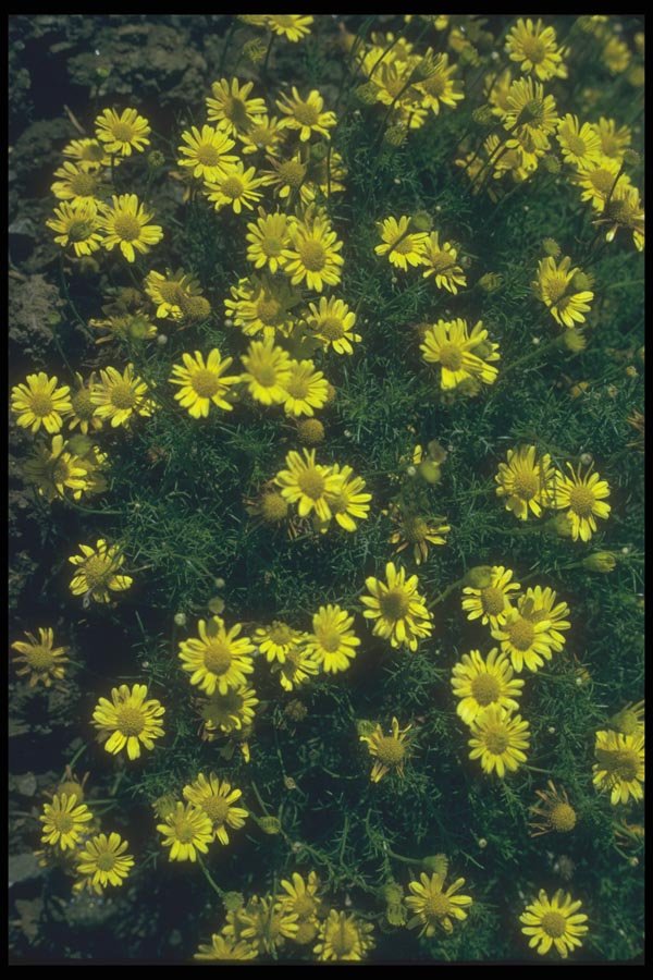 132025 Dahlberg Daisy (Dyssodia Tennuiloba) A4 Photo Print