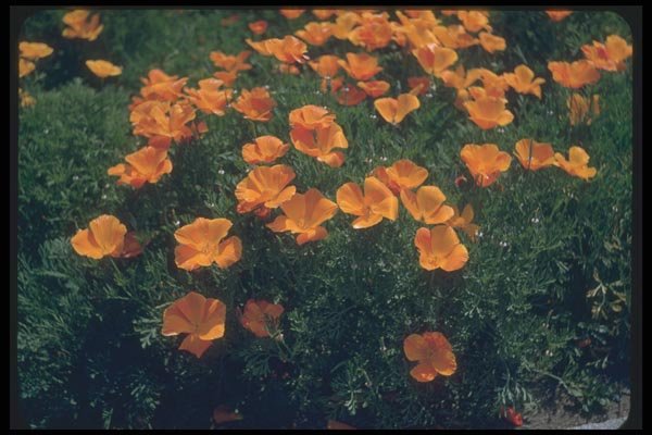 132026 California Poppy (Eschscholzia Californica) A4 Photo Print
