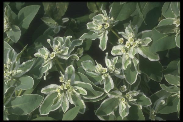 132028 Snow On The Mountain (Euphorbia Marginata) A4 Photo Print