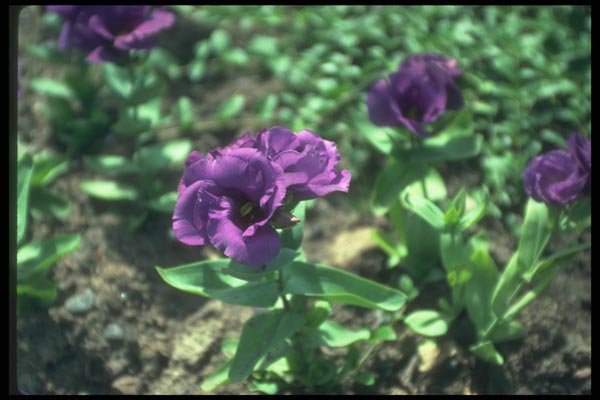 132029 Prairie Gentian (Eustoma Grandiflorum) A4 Photo Print