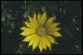 132030 Treasure Flower (Gazania Rigens) A4 Photo Print