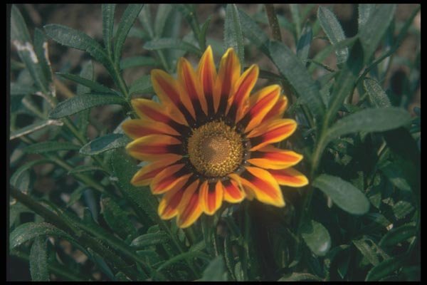 132031 Treasure Flower (Gazania Rigens) A4 Photo Print