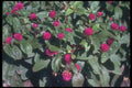 132032 Globe Amaranth (Gomphrena Globosa) A4 Photo Print