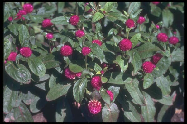 132032 Globe Amaranth (Gomphrena Globosa) A4 Photo Print