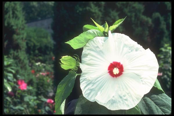 132033 Rose Mallow (Hibiscus Moscheutos) A4 Photo Print