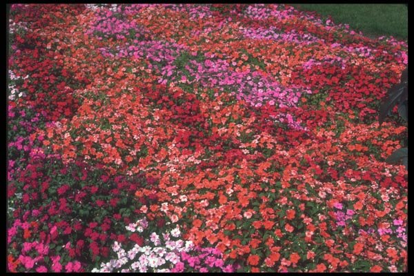 132034 Busy Lizzy (Impatiens Wallerana) A4 Photo Print