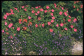 132035 Busy Lizzy (Impatiens Wallerana) A4 Photo Print