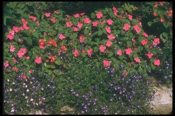 132035 Busy Lizzy (Impatiens Wallerana) A4 Photo Print