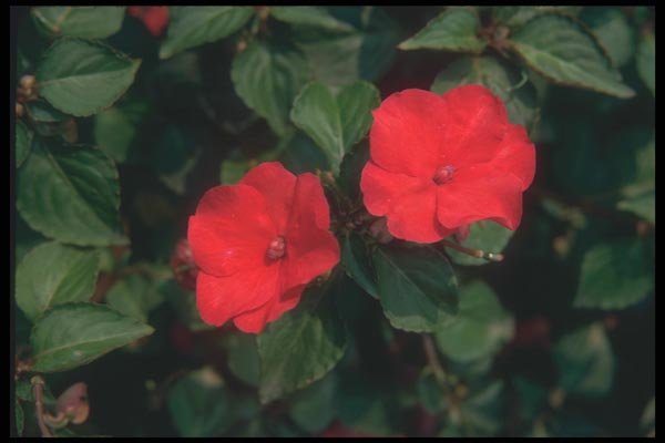 132036 Busy Lizzy (Impatiens Wallerana) A4 Photo Print