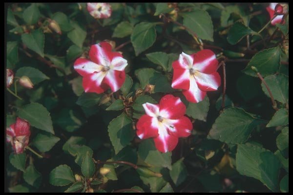 132037 Busy Lizzy (Impatiens Wallerana) A4 Photo Print