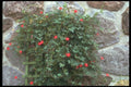 132038 Cypress Vine (Ipomoea Quamoclit) A4 Photo Print