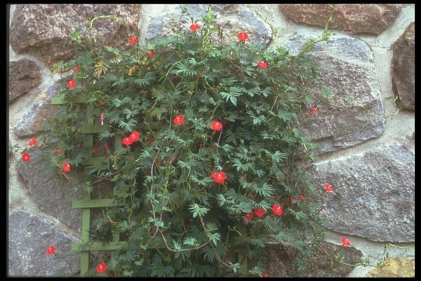 132038 Cypress Vine (Ipomoea Quamoclit) A4 Photo Print
