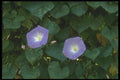 132039 Morning Glory (Ipomoea Purpurea) A4 Photo Print