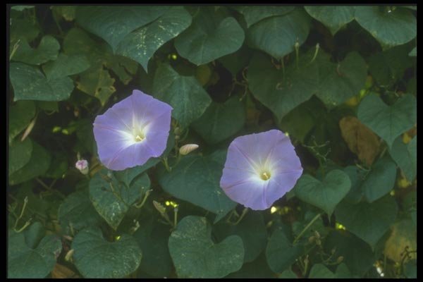 132039 Morning Glory (Ipomoea Purpurea) A4 Photo Print