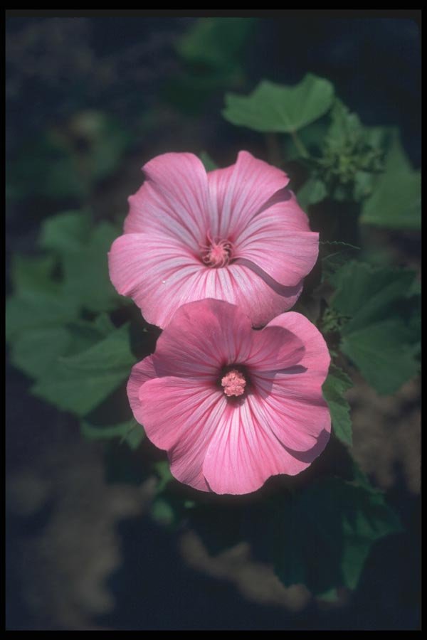 132040 Hollyhock (Laveatera Trimestris) A4 Photo Print
