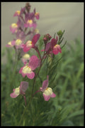 132041 Toadflax (Linaria Maroccana) A4 Photo Print