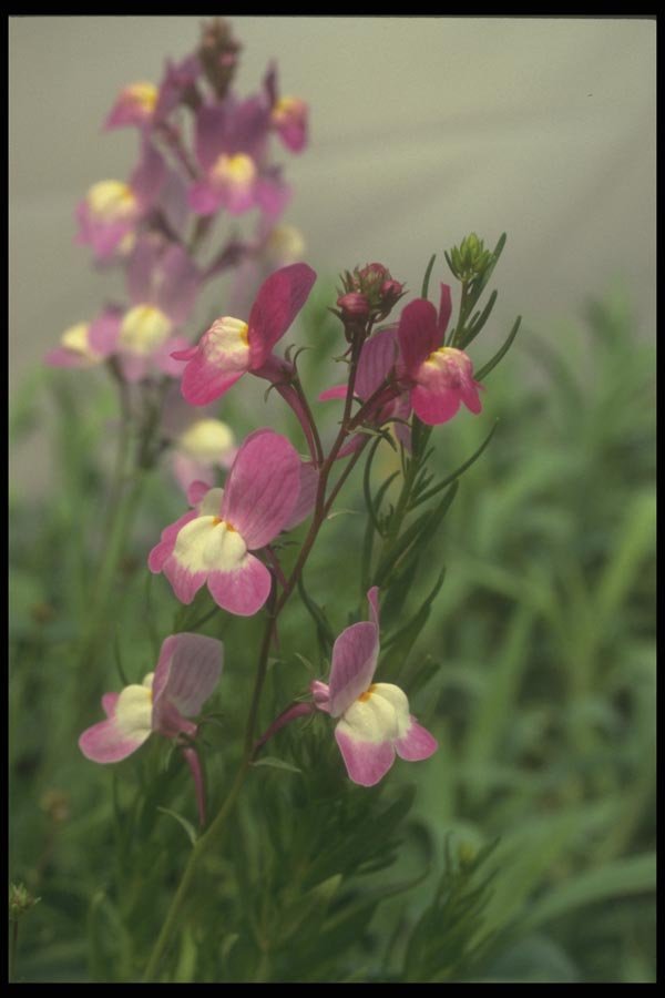 132041 Toadflax (Linaria Maroccana) A4 Photo Print