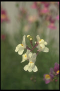 132042 Toadflax (Linaria Maroccana) A4 Photo Print