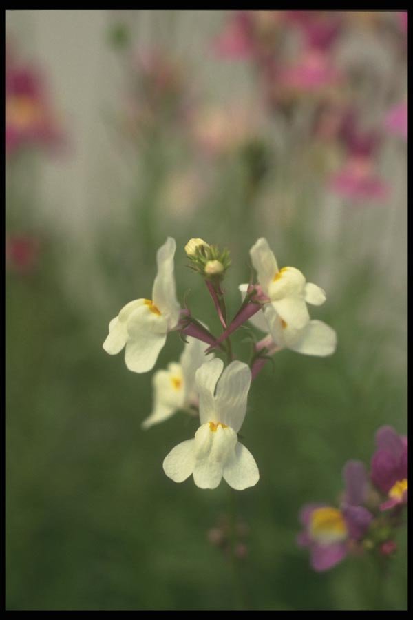 132042 Toadflax (Linaria Maroccana) A4 Photo Print