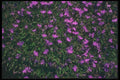 132043 Edging Lobelia (Lobelia Erinus Compacta) A4 Photo Print