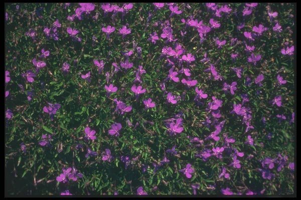 132043 Edging Lobelia (Lobelia Erinus Compacta) A4 Photo Print
