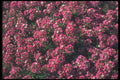 132044 Sweet Alyssum (Lobularia Maritima) A4 Photo Print