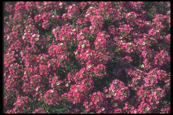 132044 Sweet Alyssum (Lobularia Maritima) A4 Photo Print