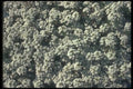 132045 Sweet Alyssum (Lobularia Maritima) A4 Photo Print