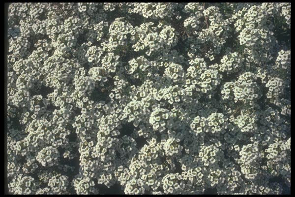 132045 Sweet Alyssum (Lobularia Maritima) A4 Photo Print