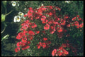 132047 Nemesia (Nemesia Strumosa) A4 Photo Print
