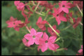 132048 Flowering Tobacco (Nicotiana Alata) A4 Photo Print