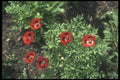 132052 Corn Poppy (Papaver Rhoeas) A4 Photo Print